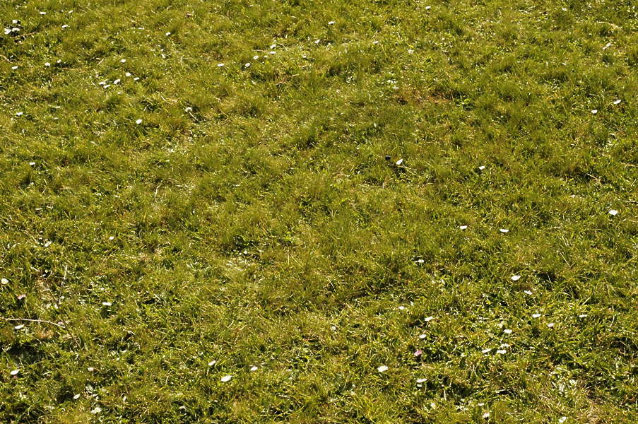 Grass0056 - Free Background Texture - grass short green