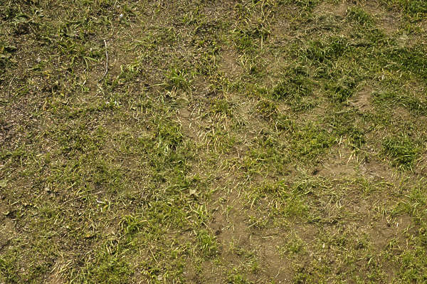 Beach Grass Texture