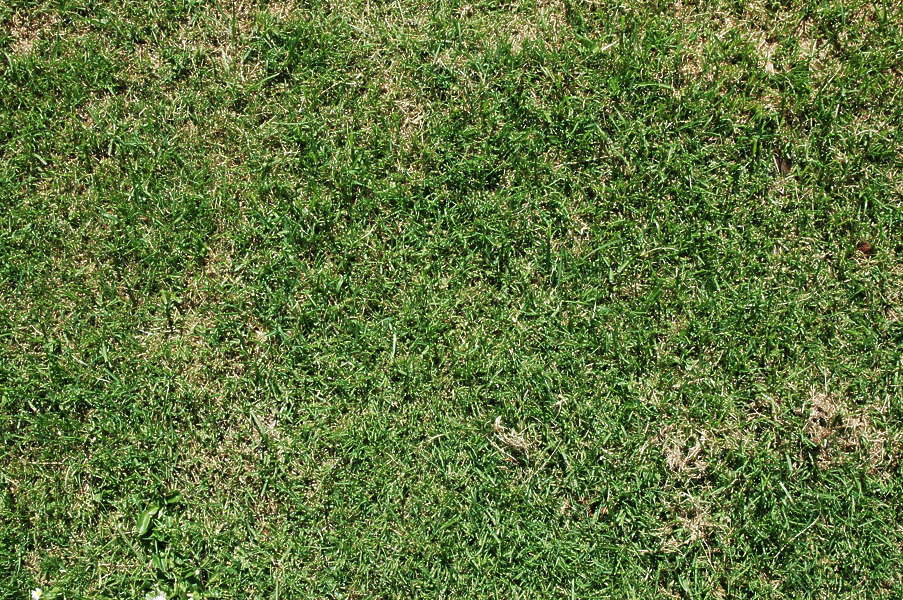 Grass0079 - Free Background Texture - grass short green