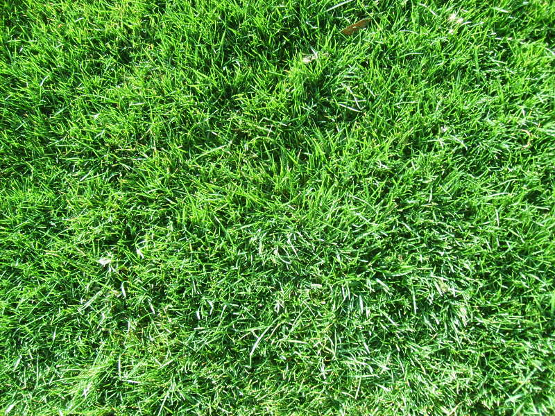 Grass0089 - Free Background Texture - grass short
