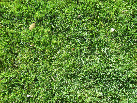 Grass0091 - Free Background Texture - grass short green