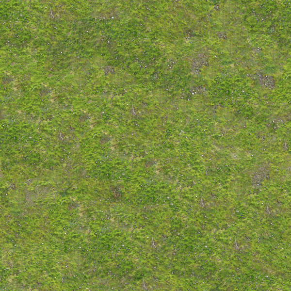 Grass0016 Free Background Texture grass short mossy