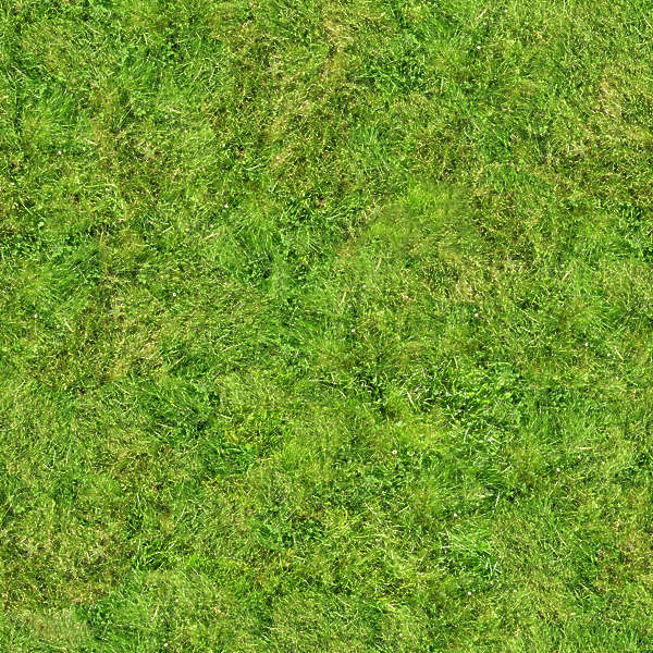 Grass0073 - Free Background Texture - grass short green saturated seamless seamless-x seamless-y