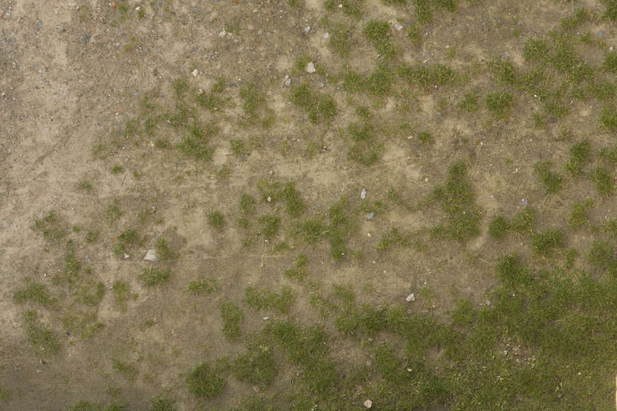 Grass0135 - Free Background Texture - grass sand gradient green beige