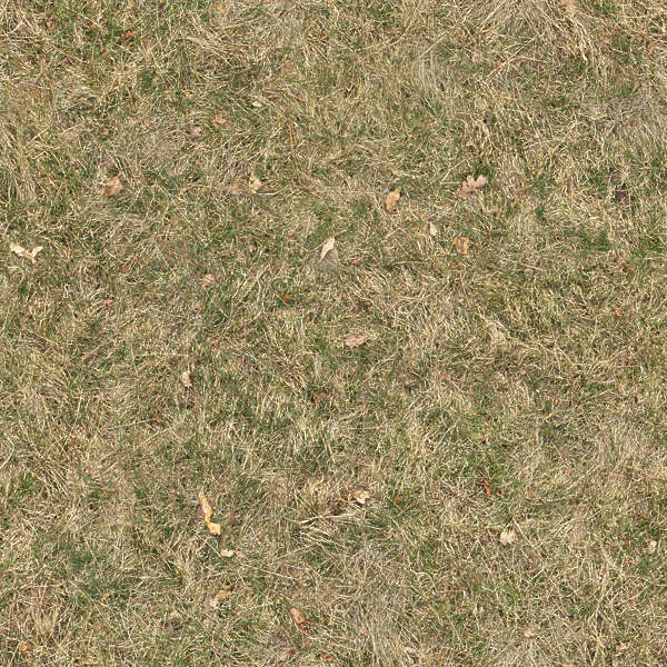Grass0125 - Free Background Texture - grass short dry yellow green