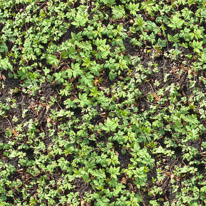 Groundplants0127 Free Background Texture Plants Groundplants