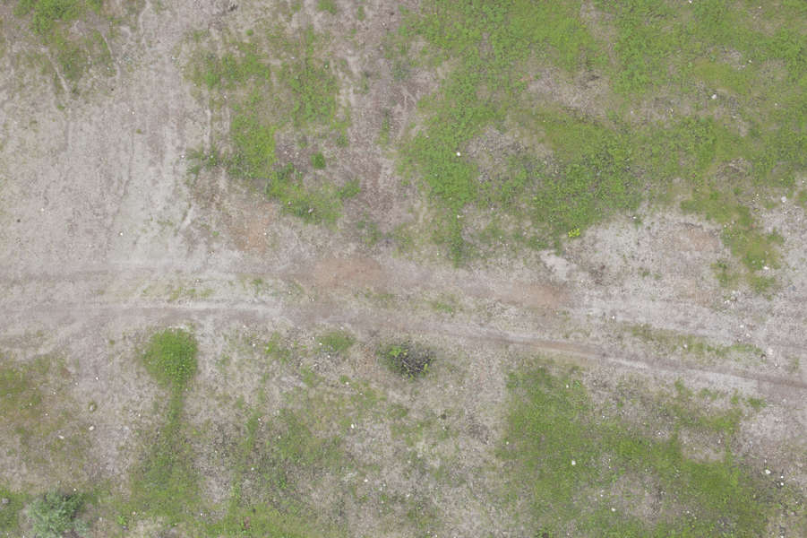 Groundplants0173 - Free Background Texture - aerial ground terrain grass short groundplants