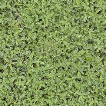 pixplant seamless pixplant seamless