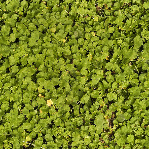 Groundplants0065 - Free Background Texture - plant groundplants green
