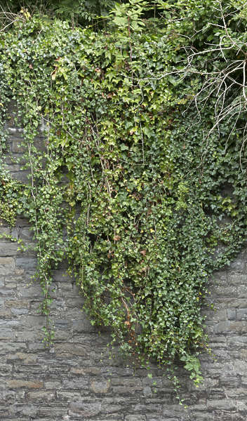 Ivy0115 - Free Background Texture - UK ivy foliage green gray grey ...