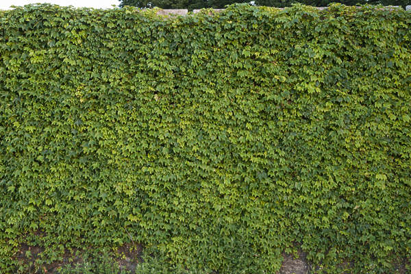 Ivy0136 - Free Background Texture - ivy leaves nature wall green