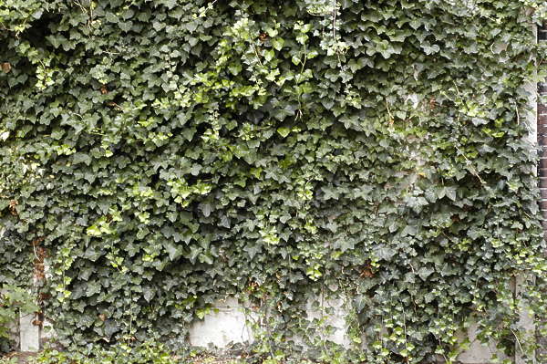 Ivy0042 - Free Background Texture - ivy leaves green