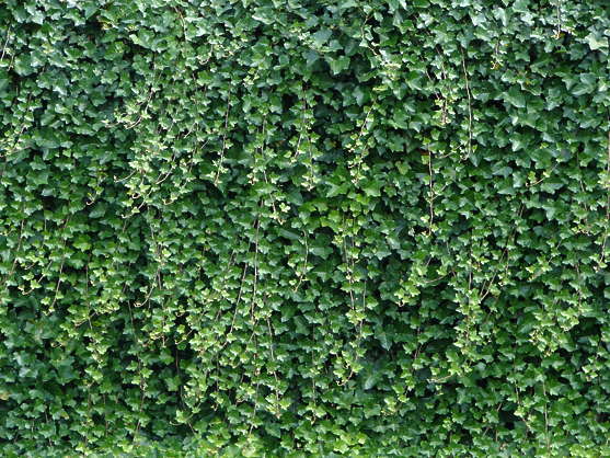 Ivy0043 - Free Background Texture - ivy leaves green