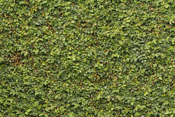 Ivy0070 - Free Background Texture - ivy small leaves green seamless ...