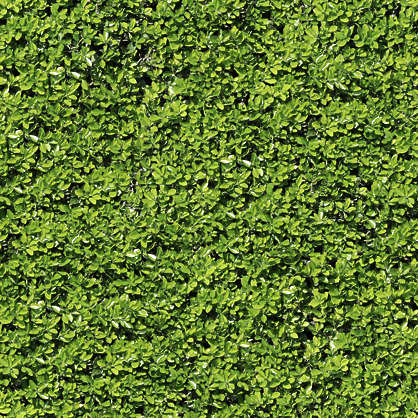 Ivy0009 - Free Background Texture - ivy leaves hedge green seamless ...