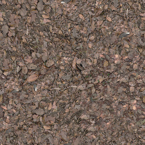LeavesDead0010 - Free Background Texture - leaves brown dead floor
