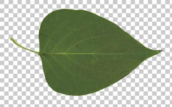 Masked Leaf Texture: Background Images & Pictures