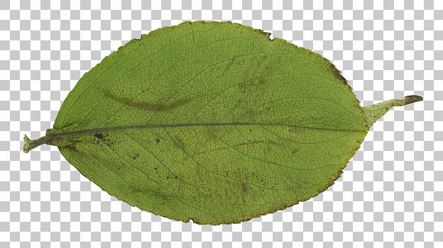 Masked Leaf Texture: Background Images & Pictures