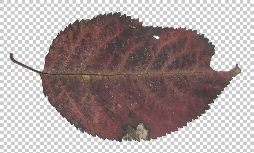 Leaves0216 - Free Background Texture - leaf masked alpha isolated brown