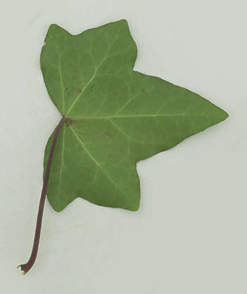 Leaves0201 - Free Background Texture - leaf masked alpha isolated green