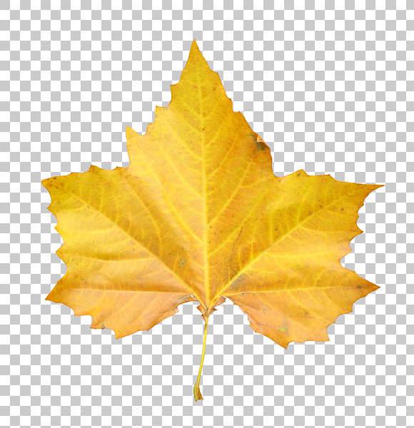 Leaves0060 - Free Background Texture - leaf maple back front isolated