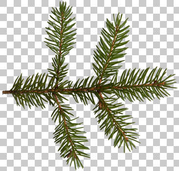 Search - pine