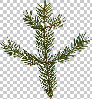 Leaves0142 - Free Background Texture - pine spruce leaf needles tree