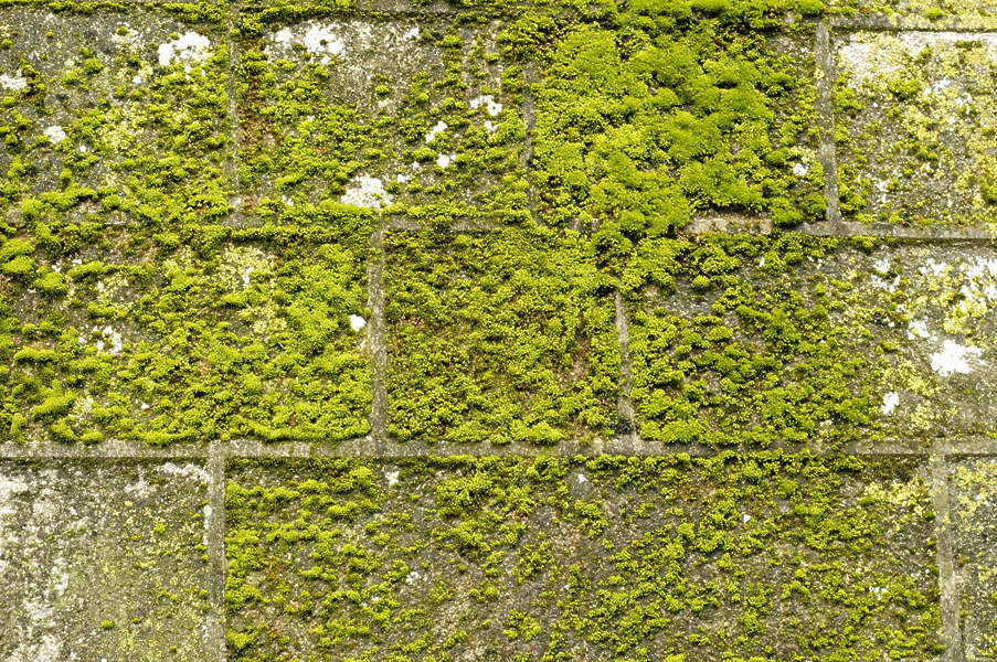 Moss Texture Graphic Design