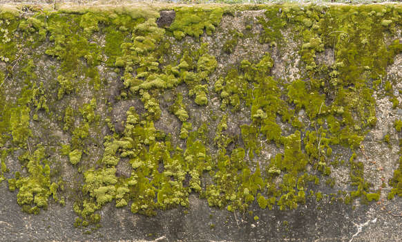 Moss Mossy Texture Background Images Pictures