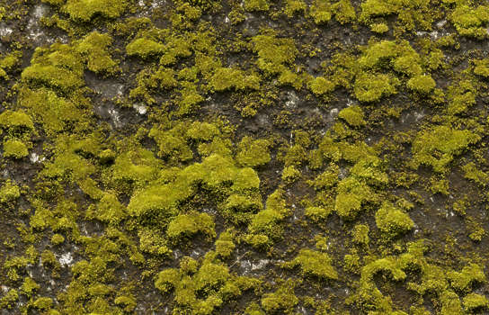 Moss Mossy Texture Background Images Pictures