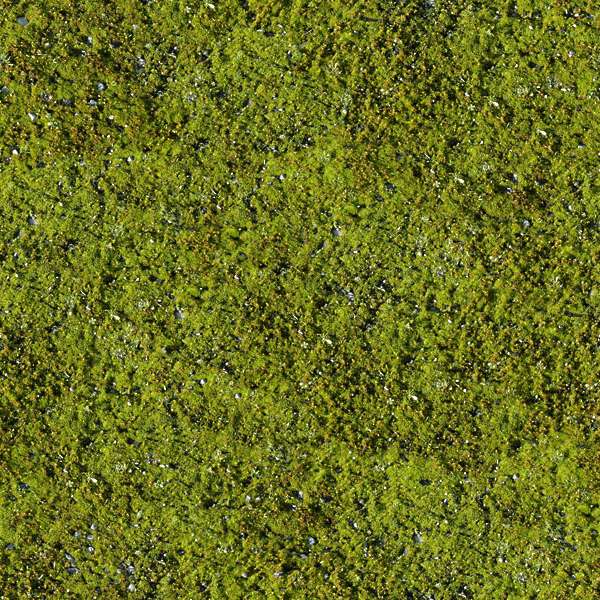 moss green download moss green download