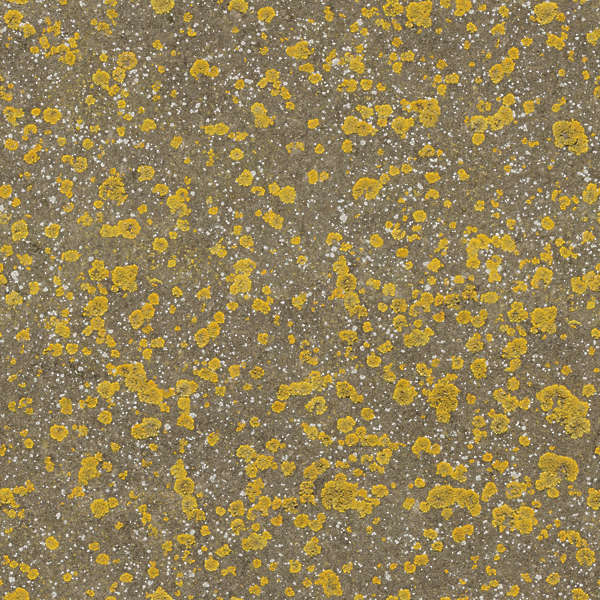 Moss0152 Free Background Texture fungus concrete mold yellow brown