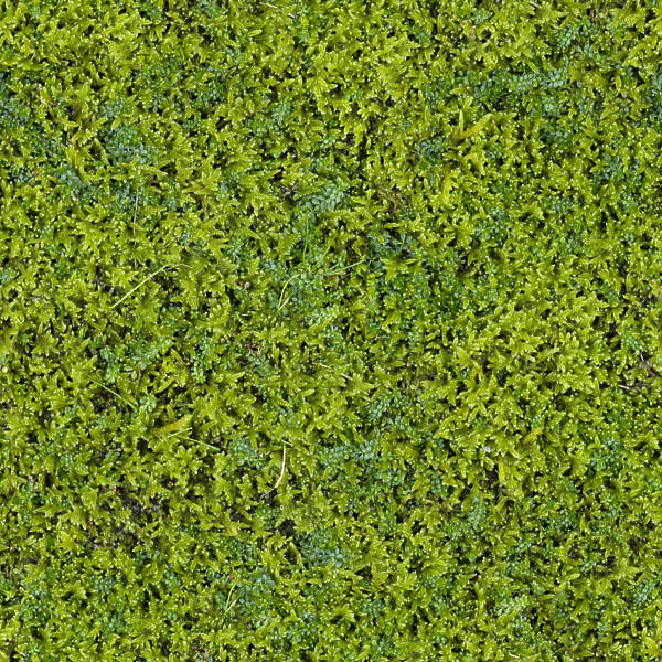 Moss0011 - Free Background Texture - moss closeup green saturated ...