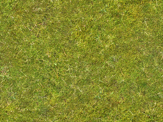 texture ground tiles Texture moss Free ground Moss0107 green Background texture ground tiles Texture moss Free ground Moss0107 green Background
