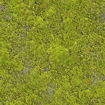 Moss Mossy Texture Background Images Pictures