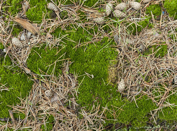 Moss0212 - Free Background Texture - earth ground mossy moss green beige