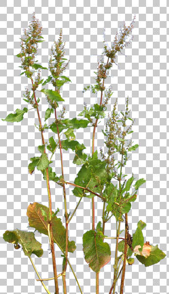 NaturePlants0036 - Free Background Texture - plant masked alpha foliage