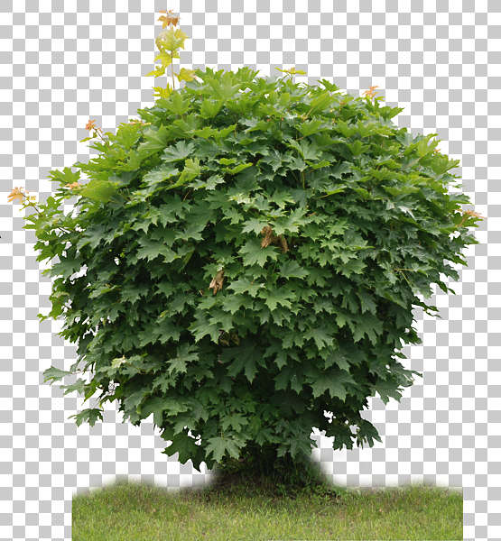 Trees0023