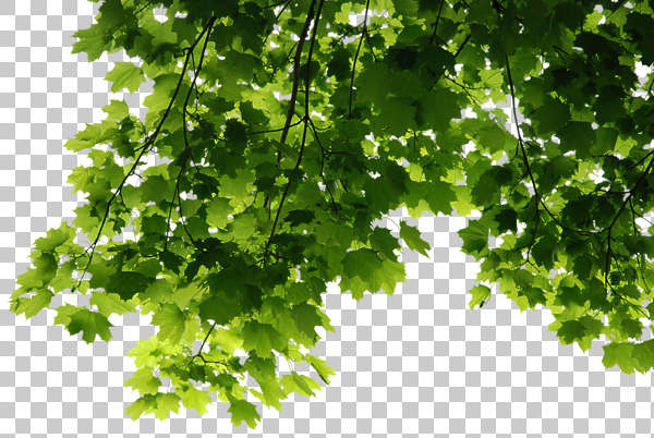 Trees0047 - Free Background Texture - leaves alpha masked tree branch