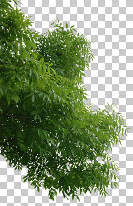 Wood branch Wood branch