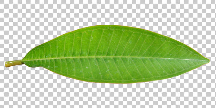 хойя clemensiorum big leaves. длинные листочки. кокосовая пальма листья. лист акварель длинный. длинные листья.