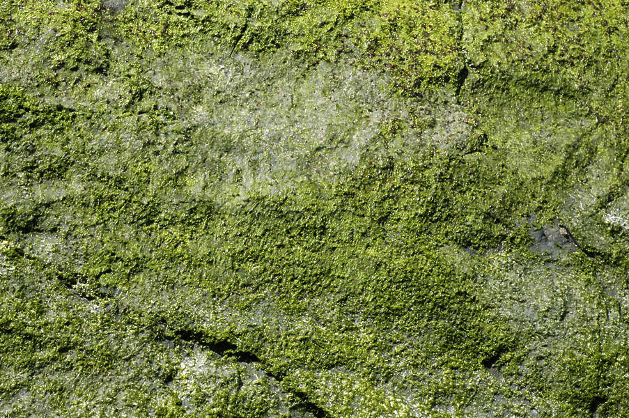 Waterplants0015 - Free Background Texture - seaweed moss green