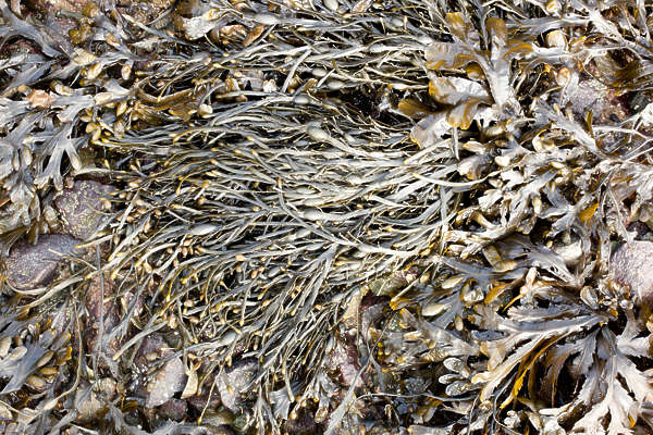 seaweed kelp sea weed