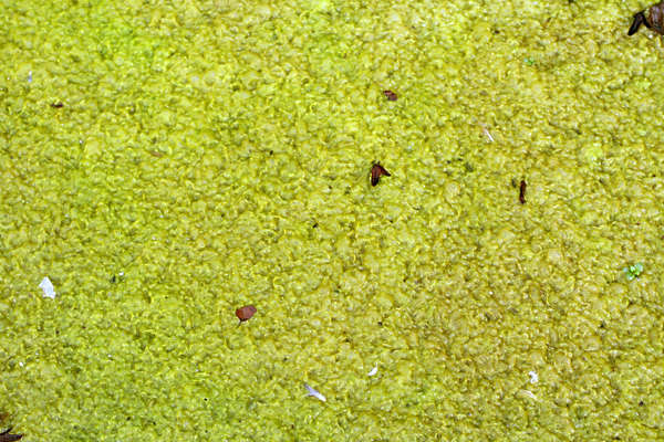 Waterplants0049 - Free Background Texture - pond scum goo slime