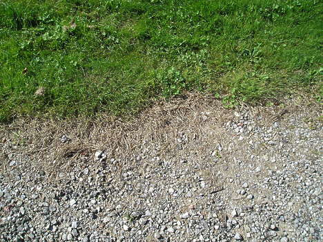 Грязной заросшей травой обочиной они