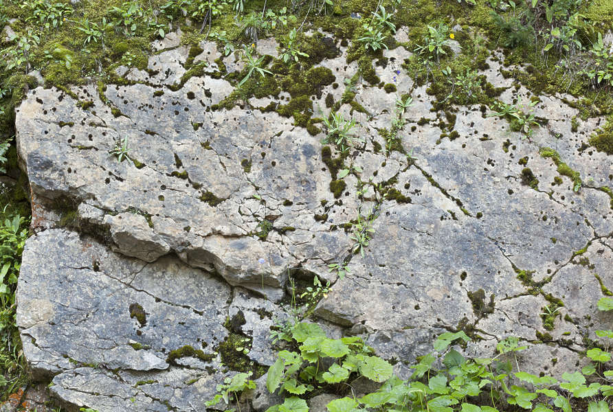 RockGrassy0102 Free Background Texture rock rocks grass grassy