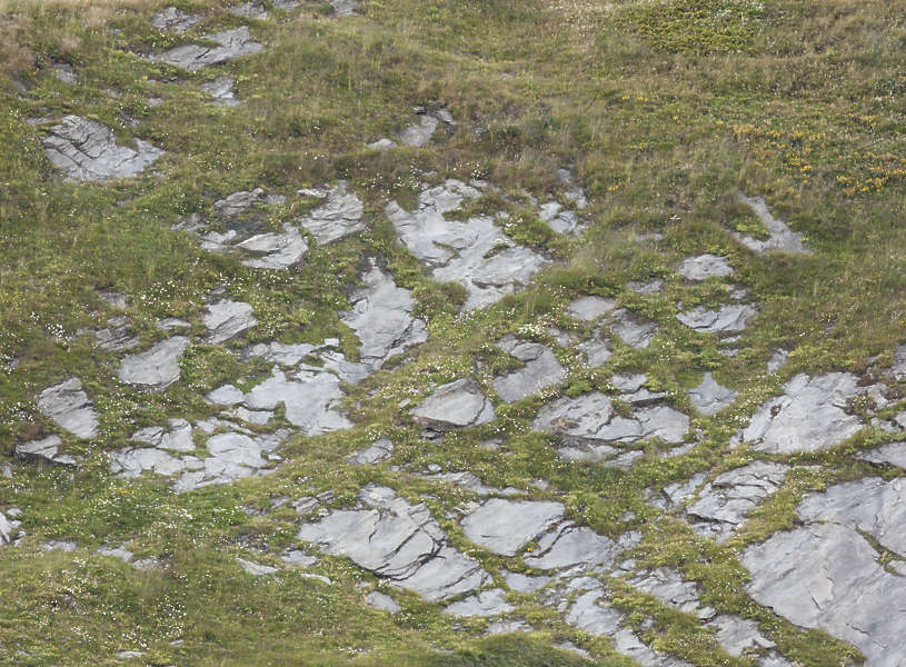 RockGrassy0105 - Free Background Texture - rock rocks grass grassy