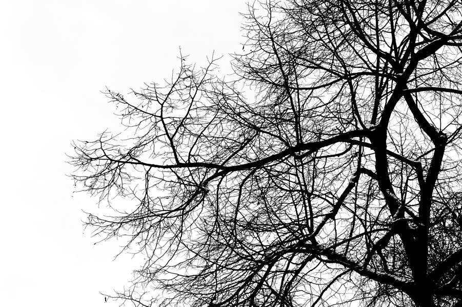 Gobos0081 Free Background Texture grunge grungemap gobo black white