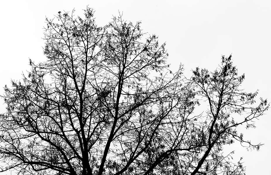 Gobos0135 Free Background Texture grunge grungemap gobo black white