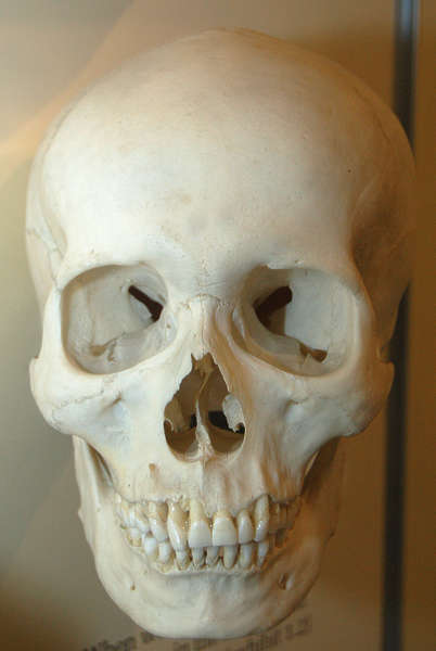 Bones0057 - Free Background Texture - skull human bones head skeleton